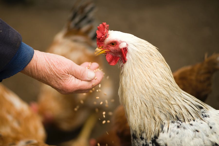 170+ Funny Names For Chickens: Adding Feathered Humor to Your Coop