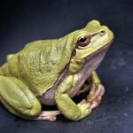 200 Funny Names For Frogs: Hilarious Frog Names That’ll Make You Smile