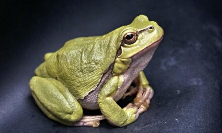 200 Funny Names For Frogs: Hilarious Frog Names That’ll Make You Smile