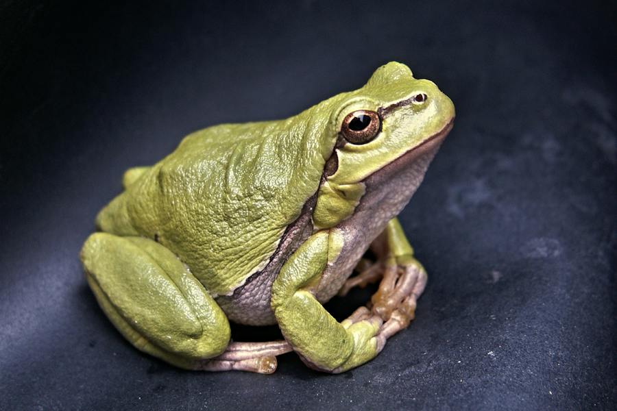 200 Funny Names For Frogs: Hilarious Frog Names That’ll Make You Smile