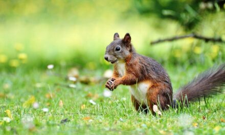 180+ Funny Names For Squirrels: Unleashing the Hilarity in Nature’s Nutty Creatures