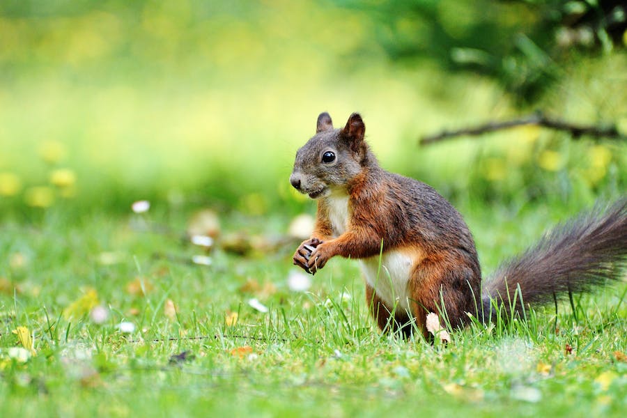 180+ Funny Names For Squirrels: Unleashing the Hilarity in Nature’s Nutty Creatures