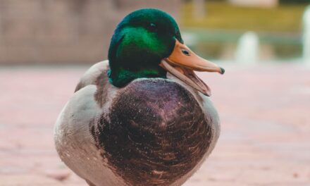 200+ Funny Names for Ducks: Quacking Up the Feathered World