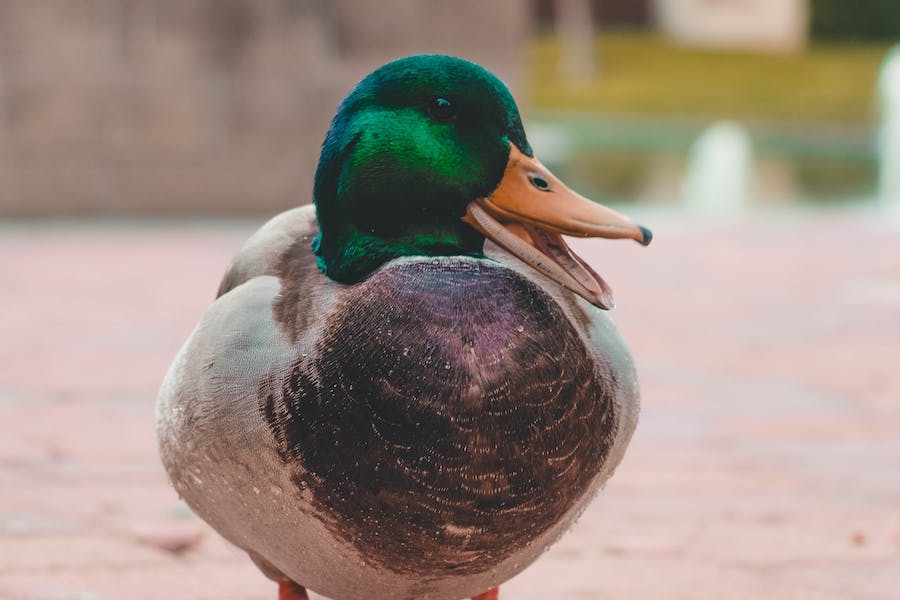 200+ Funny Names for Ducks: Quacking Up the Feathered World