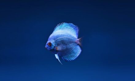 180+ Funny Names for Fish: Adding a Splash of Humor to Your Aquarium