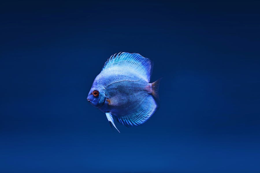 180+ Funny Names for Fish: Adding a Splash of Humor to Your Aquarium