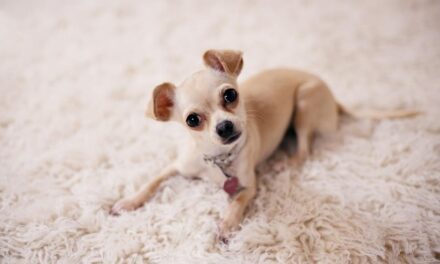 200+ Funny Names for a Chihuahua: Pint-Sized Paws and Giggle-Worthy Monikers