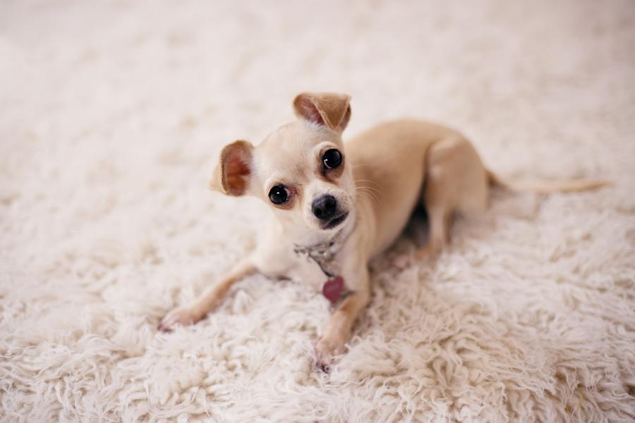 200+ Funny Names for a Chihuahua: Pint-Sized Paws and Giggle-Worthy Monikers