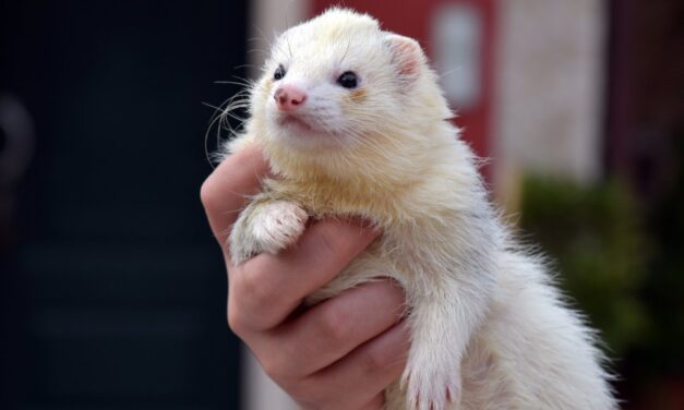 200+ Funny Names For Ferrets: Unleash The Laughter With Funny Names