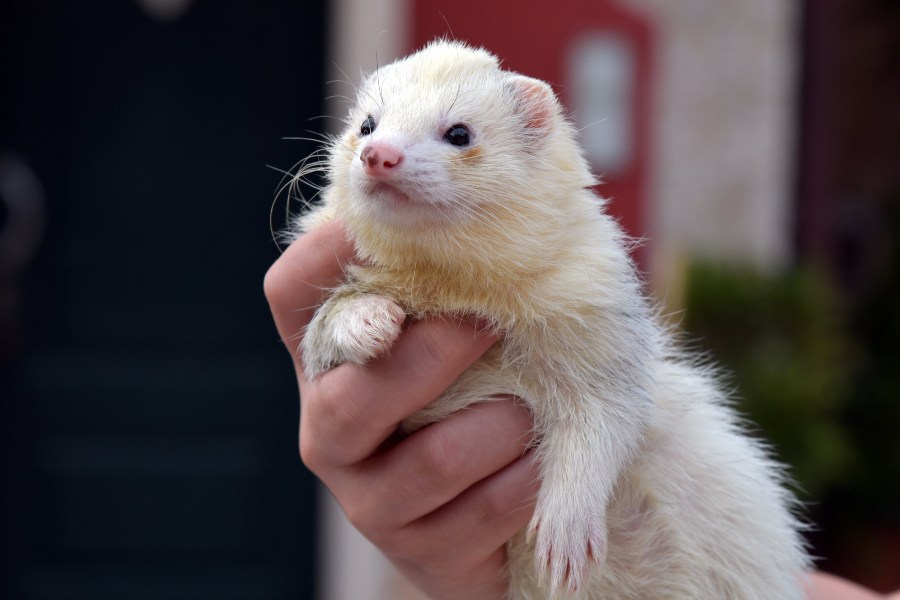 200+ Funny Names For Ferrets: Unleash The Laughter With Funny Names