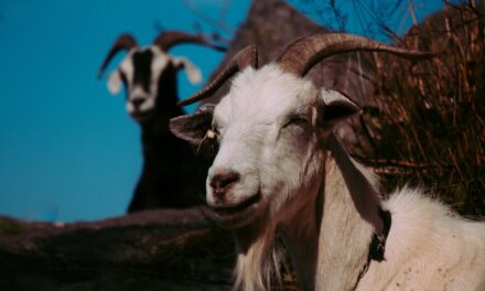 250 Funny Names For Goats: Finding The Funniest Names For Your Goats