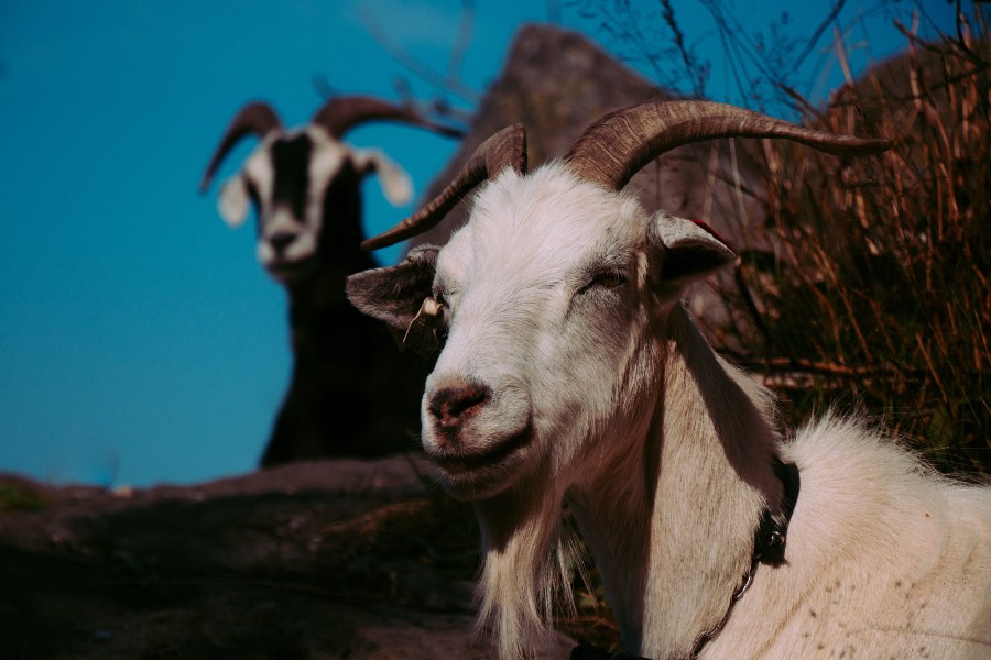 250 Funny Names For Goats: Finding The Funniest Names For Your Goats