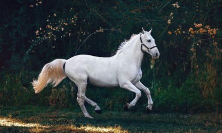 Funny Names For Horses:  The Universe Of Funny Horse Monikers