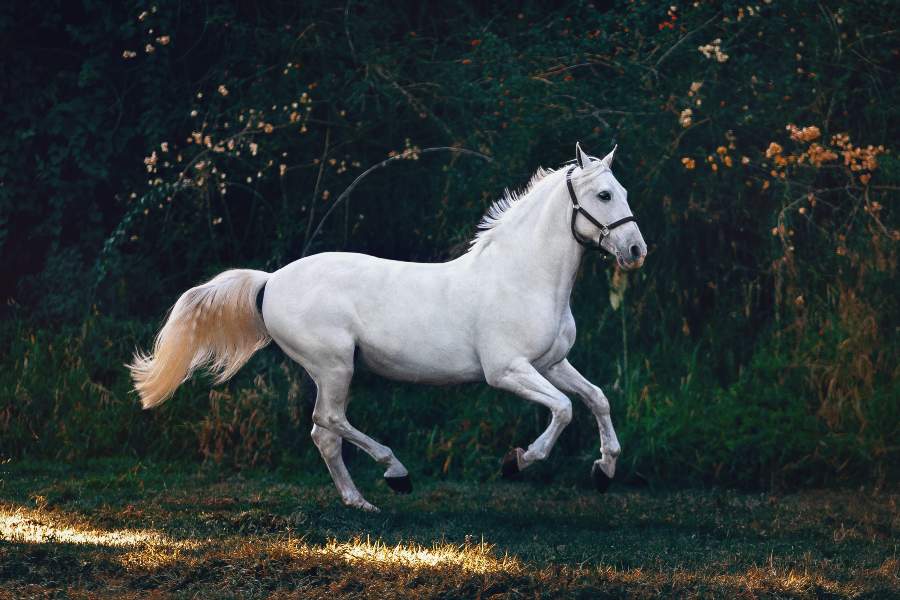 Funny Names For Horses:  The Universe Of Funny Horse Monikers