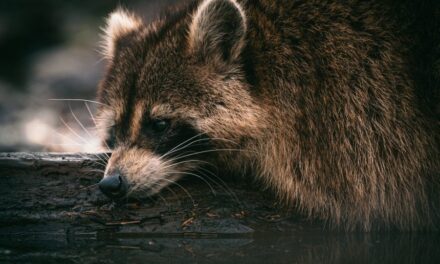 Funny Names For Raccoons: The Art Of Naming Raccoons