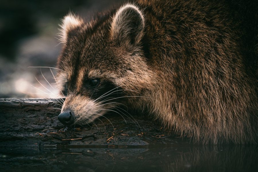 Funny Names For Raccoons: The Art Of Naming Raccoons