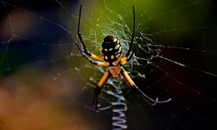 190+ Funny Names For Spiders:  The World Of Humorous Spider Names