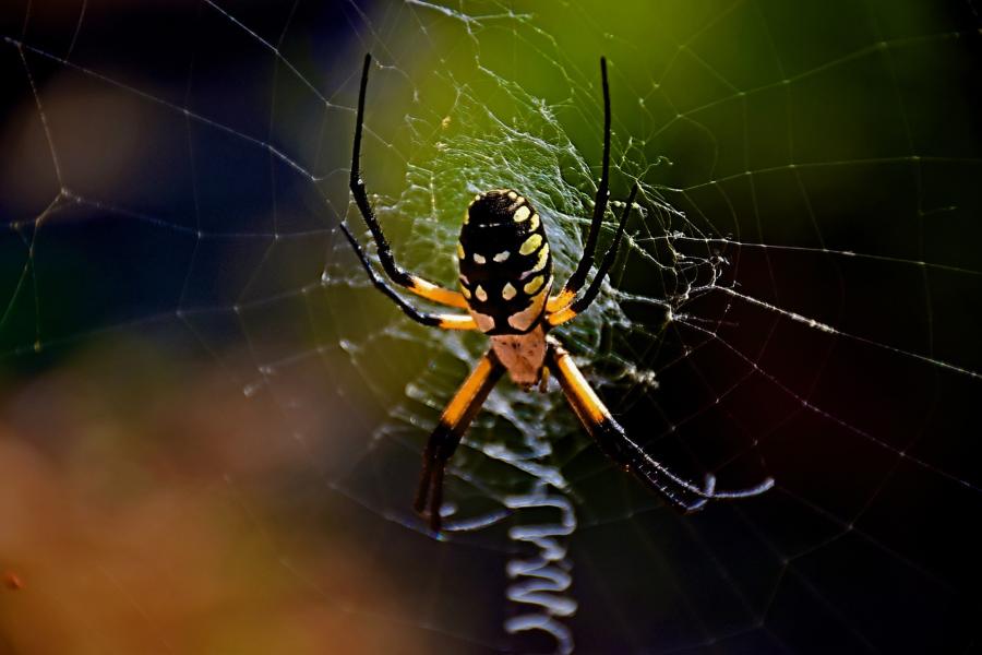 190+ Funny Names For Spiders:  The World Of Humorous Spider Names