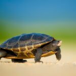 180+ Funny Names For Turtles: A Guide To Funny Turtle Names