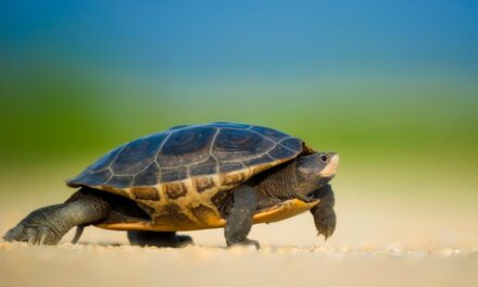 180+ Funny Names For Turtles: A Guide To Funny Turtle Names