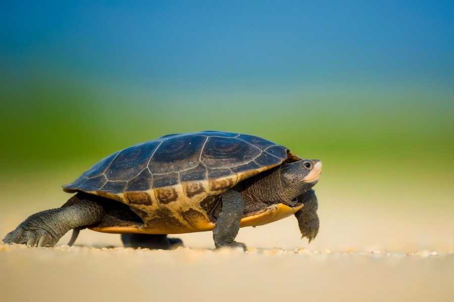 180+ Funny Names For Turtles: A Guide To Funny Turtle Names