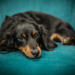 Funny Names For Dachshunds: The Ultimate List Of Dachshund Names