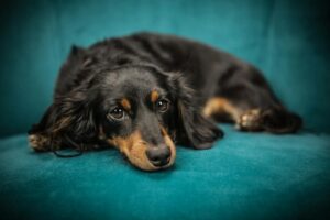 Funny Names For Dachshunds