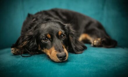 Funny Names For Dachshunds: The Ultimate List Of Dachshund Names