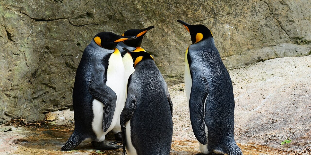 Funny Names For Penguins: Unveiling The Most Amusing Penguin Names