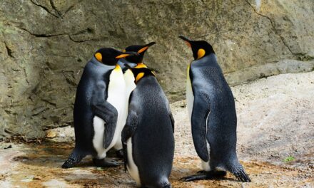 Funny Names For Penguins: Unveiling The Most Amusing Penguin Names