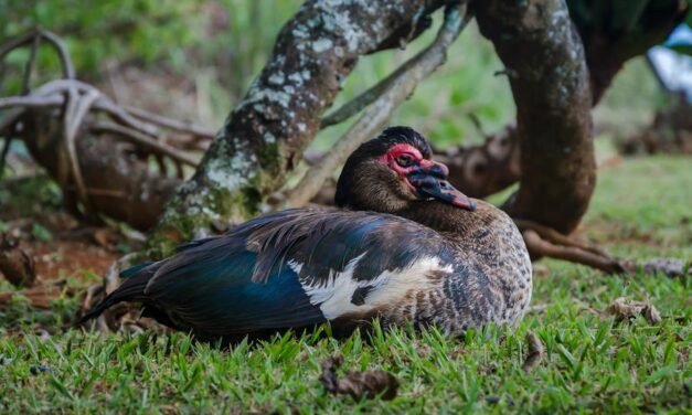 Funny Names For Turkeys: The Art Of Choosing Hilarious Turkey Names