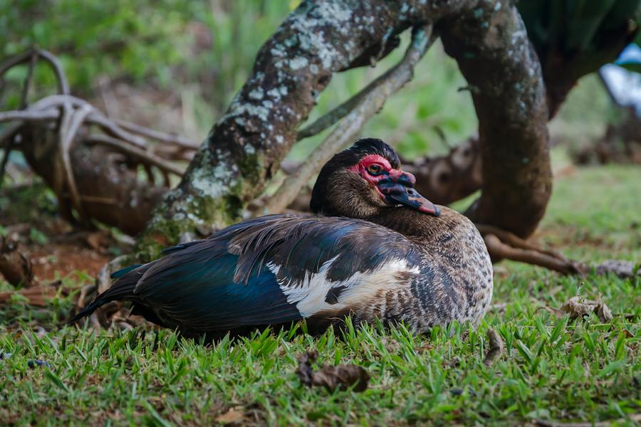 Funny Names For Turkeys: The Art Of Choosing Hilarious Turkey Names