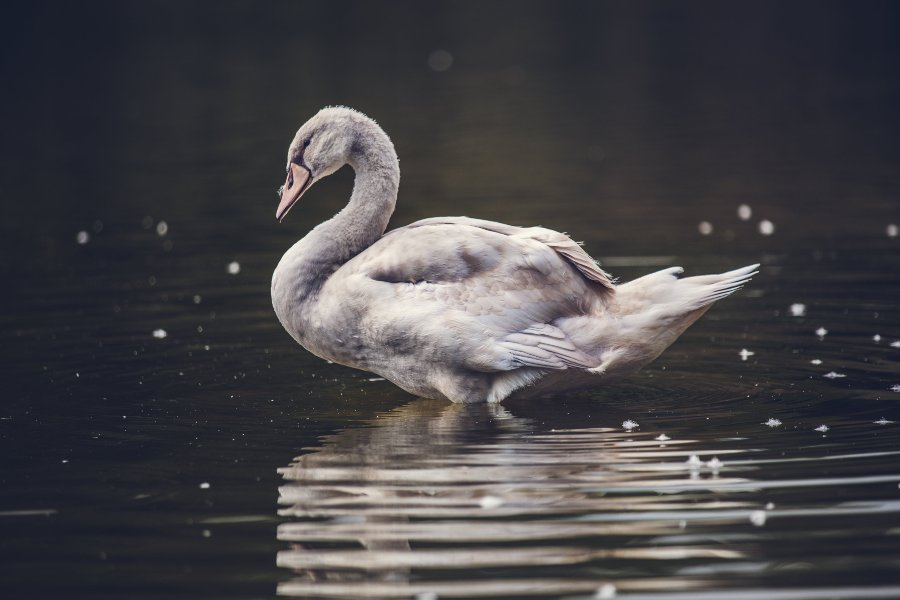 Funny Names For Geese:  Choosing Humorous Names For Your Geese