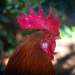 Funny Names For Roosters:  A Guide To Funny Names For Roosters