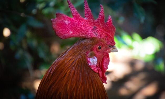 Funny Names For Roosters:  A Guide To Funny Names For Roosters
