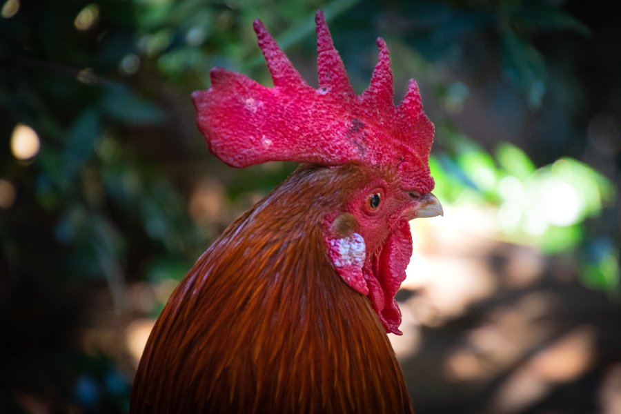 Funny Names For Roosters:  A Guide To Funny Names For Roosters