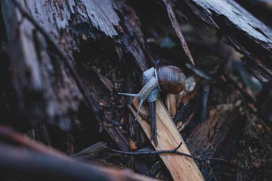 Funny Names For Snails: The Ultimate Guide To Funny Names For Snails