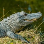 400 Funny Names for Alligators: Hilarious and Creative Ideas