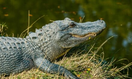 400 Funny Names for Alligators: Hilarious and Creative Ideas