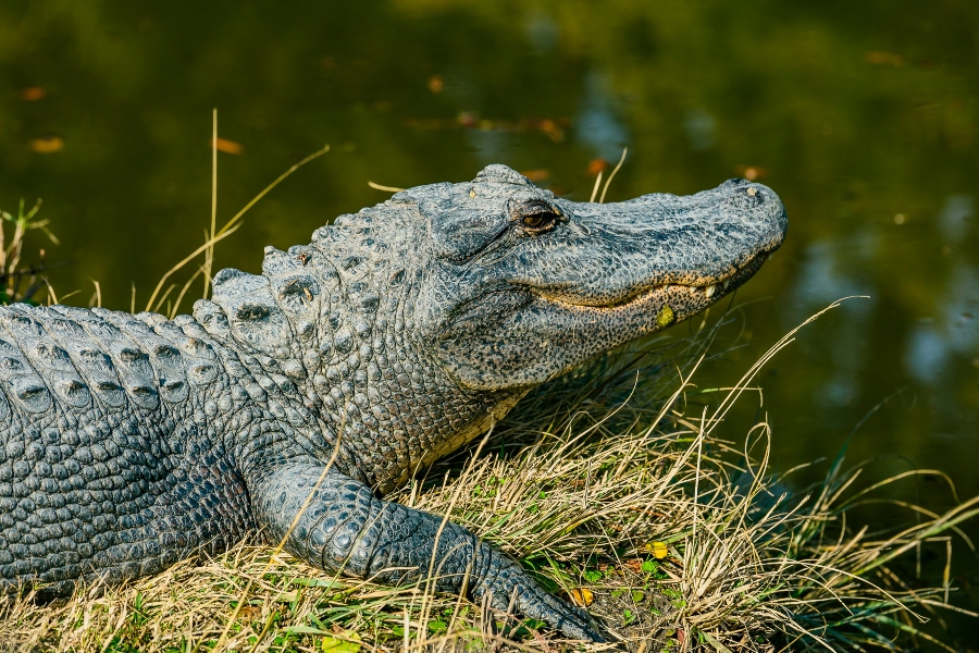 400 Funny Names for Alligators: Hilarious and Creative Ideas