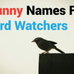 400 Funny Names for Bird Watchers: Unique and Hilarious Suggestions