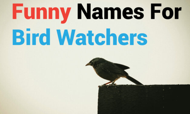 400 Funny Names for Bird Watchers: Unique and Hilarious Suggestions