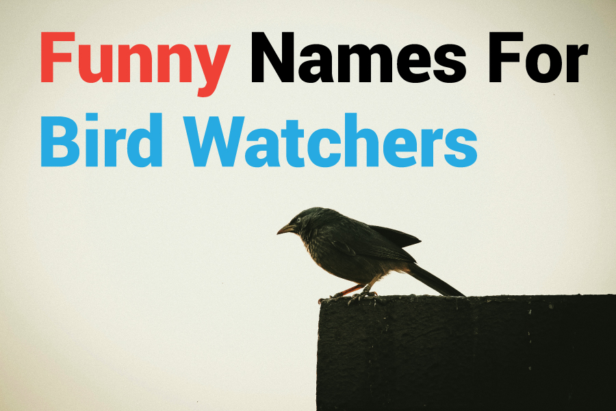 400 Funny Names for Bird Watchers: Unique and Hilarious Suggestions