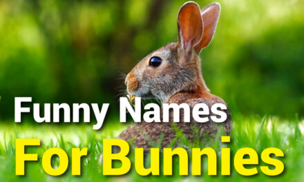 500 Funny Names for Bunnies: Hilarious & Creative Ideas for Your Pet