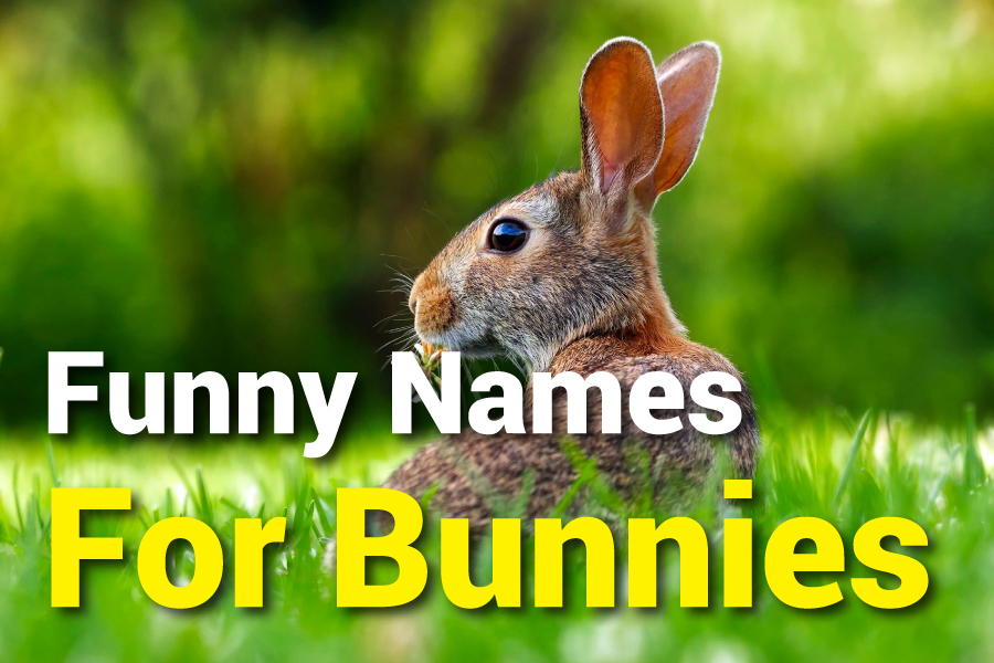 500 Funny Names for Bunnies: Hilarious & Creative Ideas for Your Pet