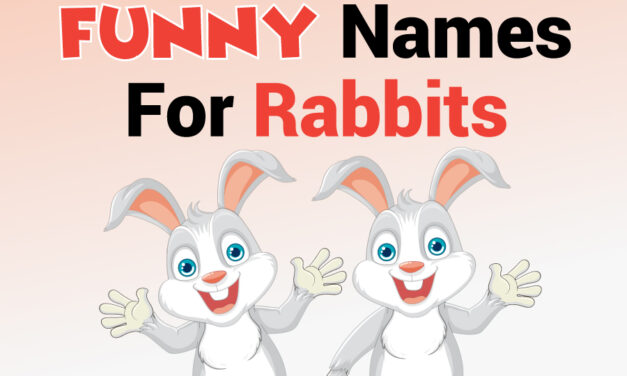 350+Funny Names for Rabbits: Hilarious Ideas to Make You Smile