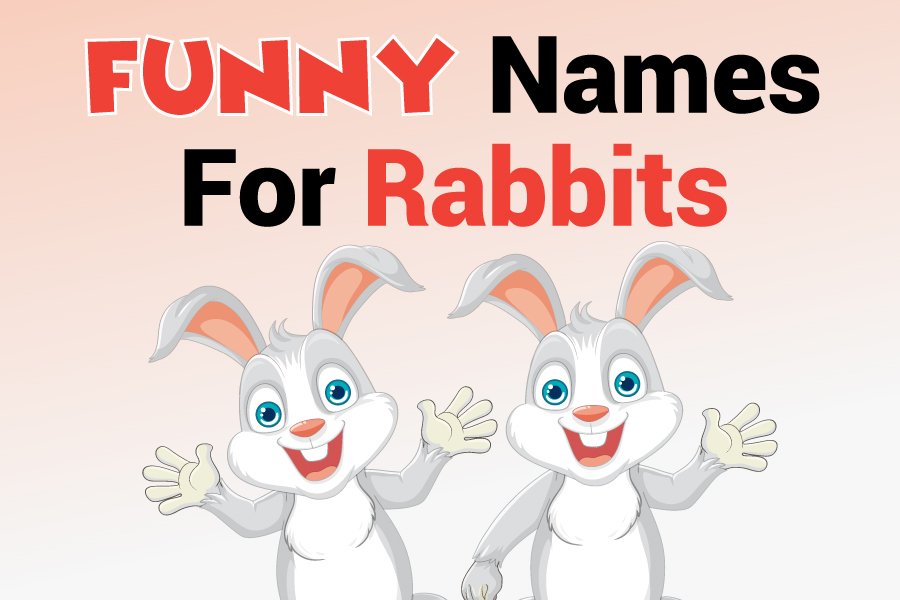 350+Funny Names for Rabbits: Hilarious Ideas to Make You Smile