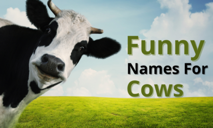 350+ Funny Names for Cows: Hilarious Ideas to Make You Smile