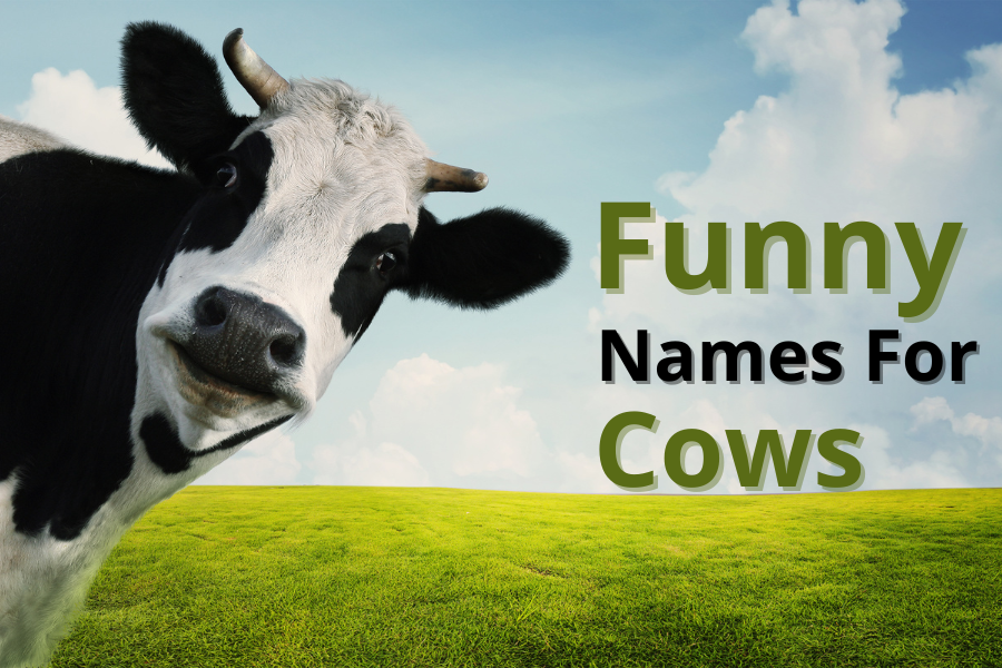 350+ Funny Names for Cows: Hilarious Ideas to Make You Smile