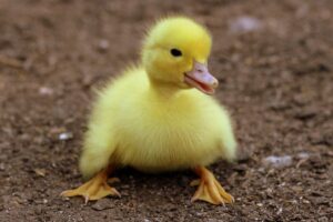 Duck Names Funny